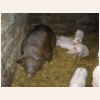 animal432.jpg