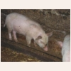 animal434.jpg