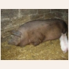 animal437.jpg