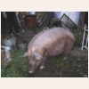 animal817.jpg