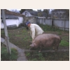 animal818.jpg