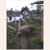 animal819.jpg