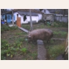 animal820.jpg