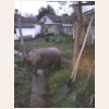 animal821.jpg