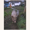 animal822.jpg