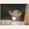 animal823.jpg