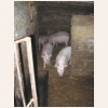 animal825.jpg
