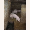 animal826.jpg