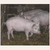 animal827.jpg